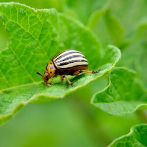 A Gardener's Guide To Good And Bad Pests